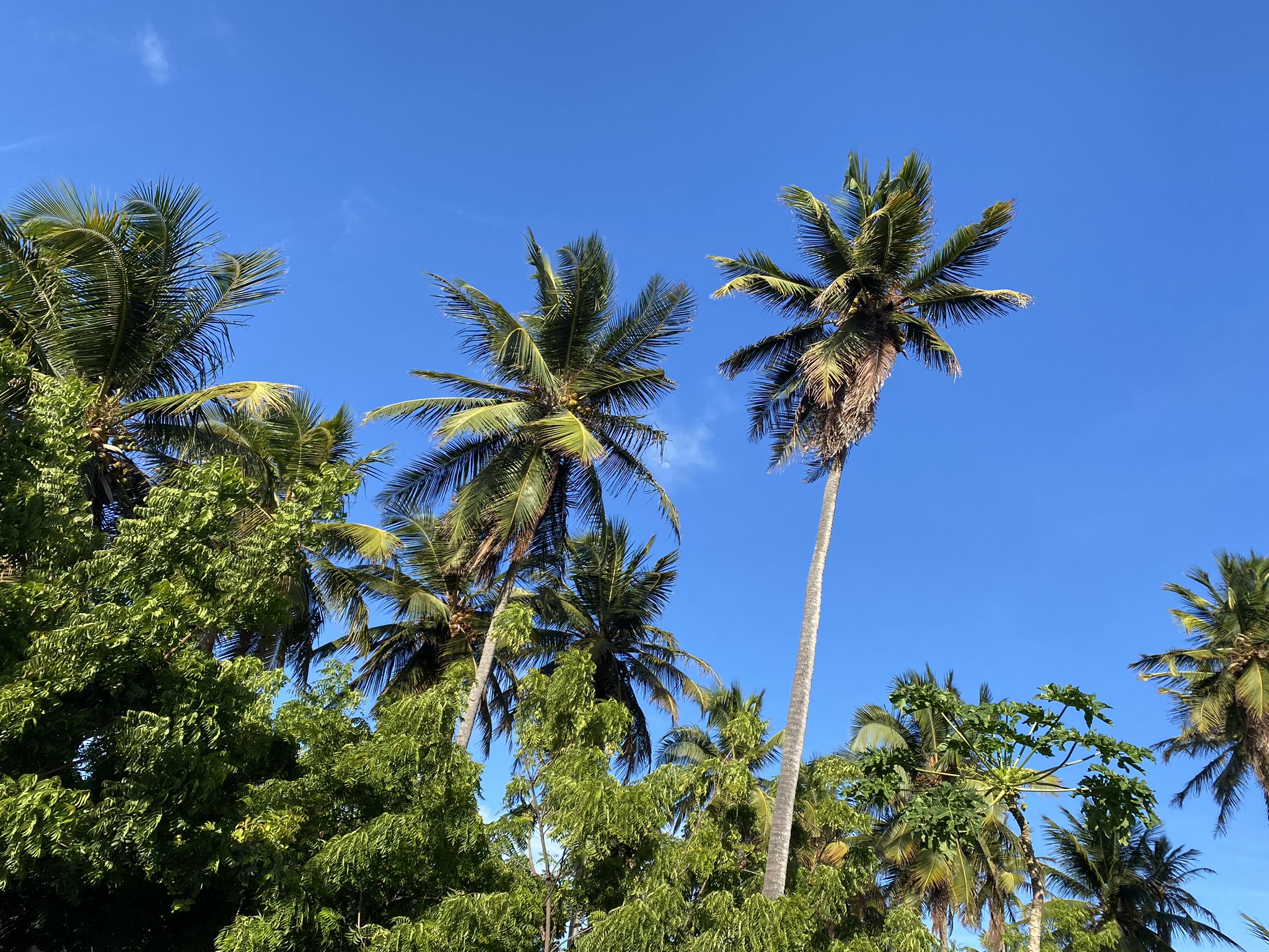 Paisagem do Vila Coqueirais — caminho de areia entre coqueirais